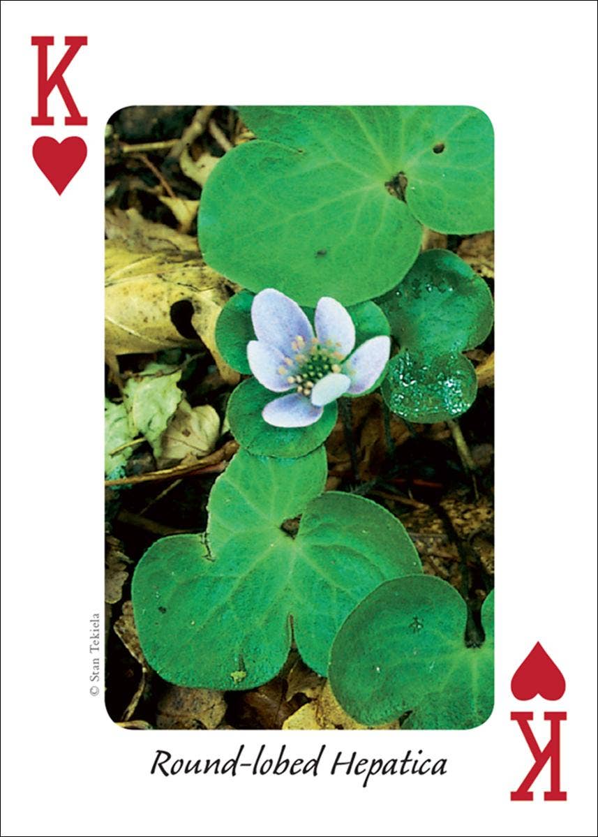 Wildflowers of Midwest Playing Cards