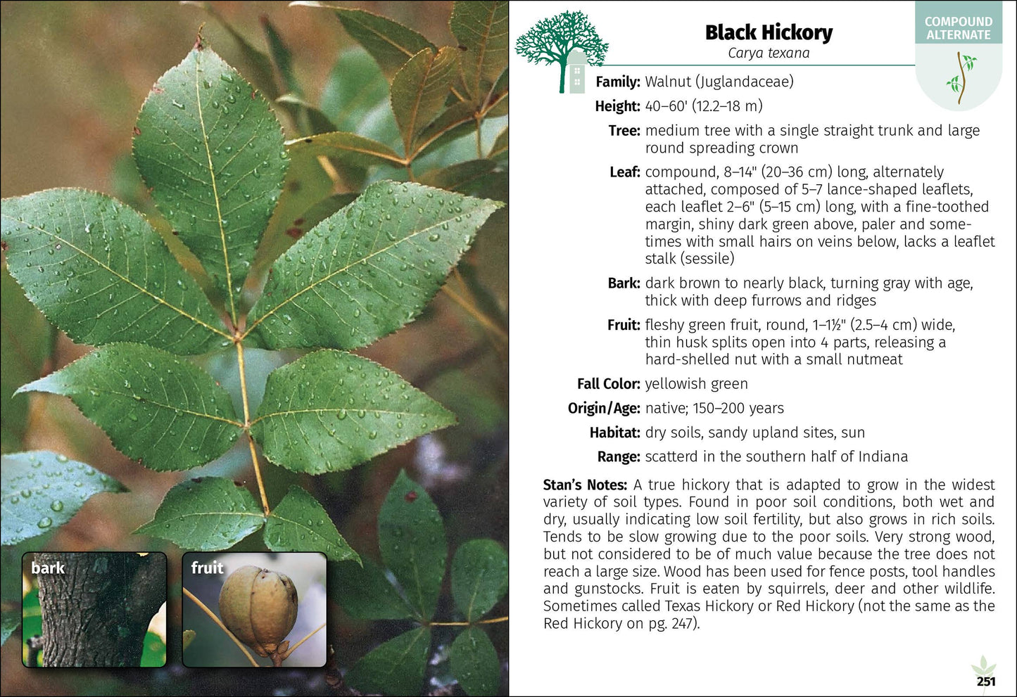 Trees of Indiana Field Guide 2e