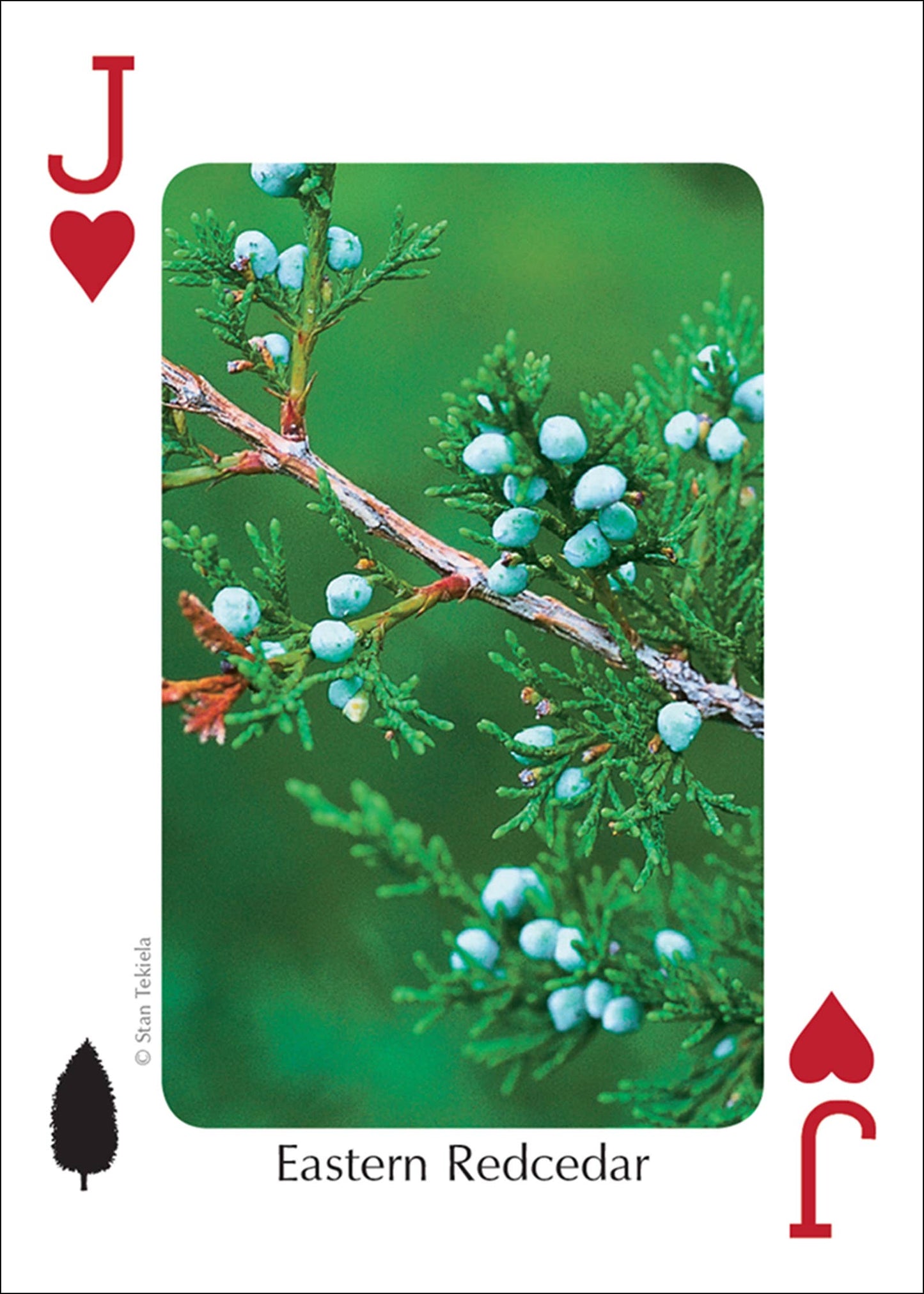 Trees of Midwest Playing Cards