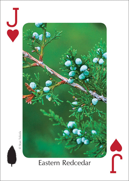 Trees of Midwest Playing Cards