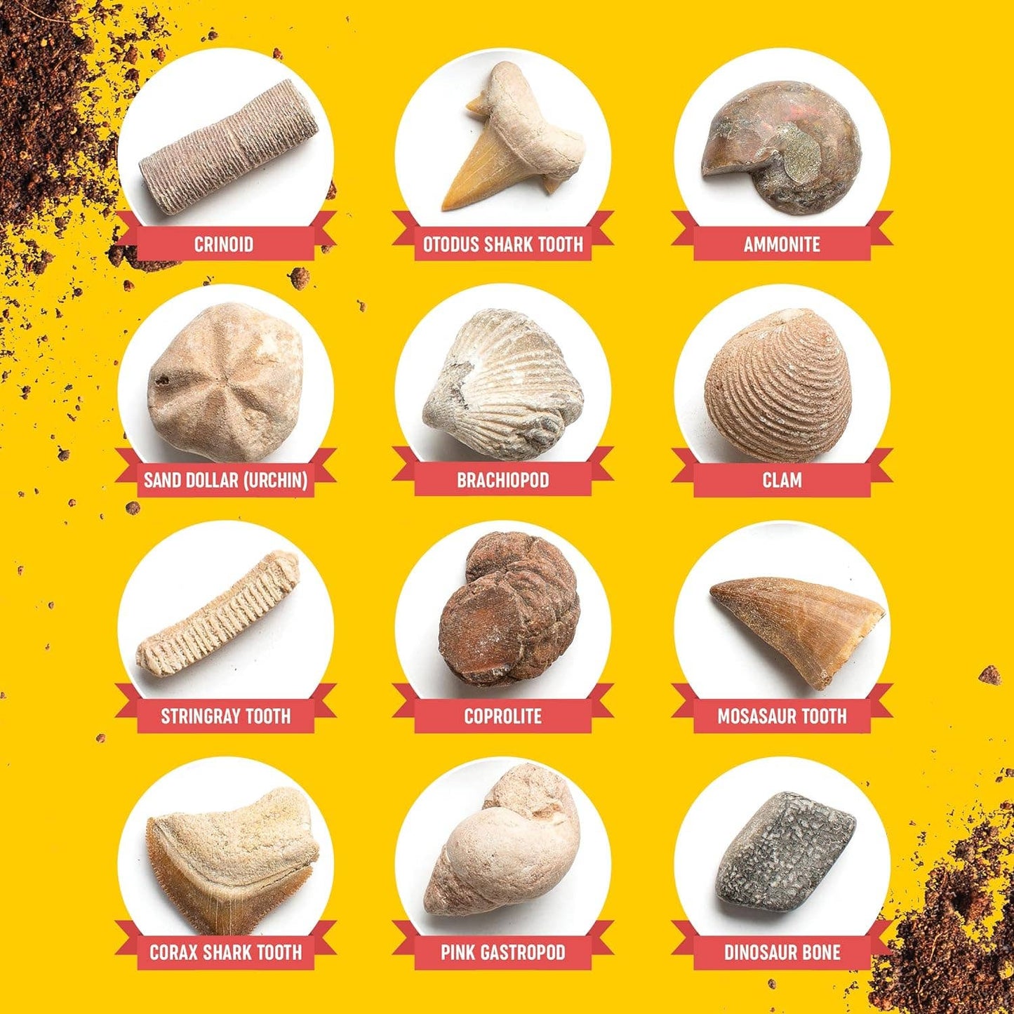 Fossil Dig Kit for Kids