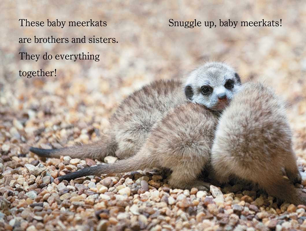 Snuggle Up, ZooBorns! by Andrew Bleiman