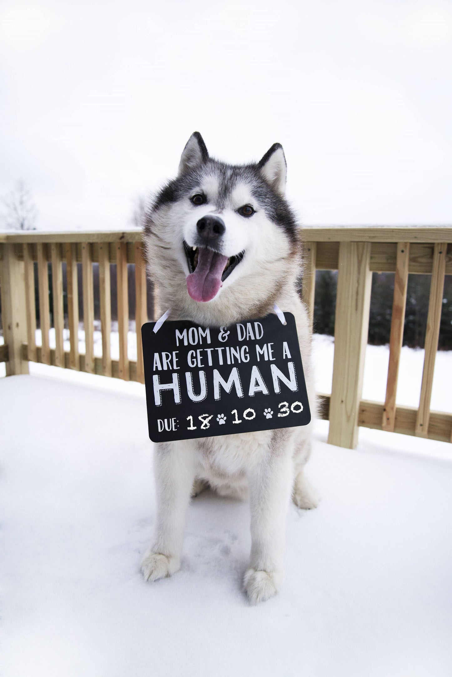 Pet's Baby Announcement Chalkboard