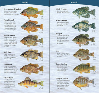 Fish of Midwest Quick Guide