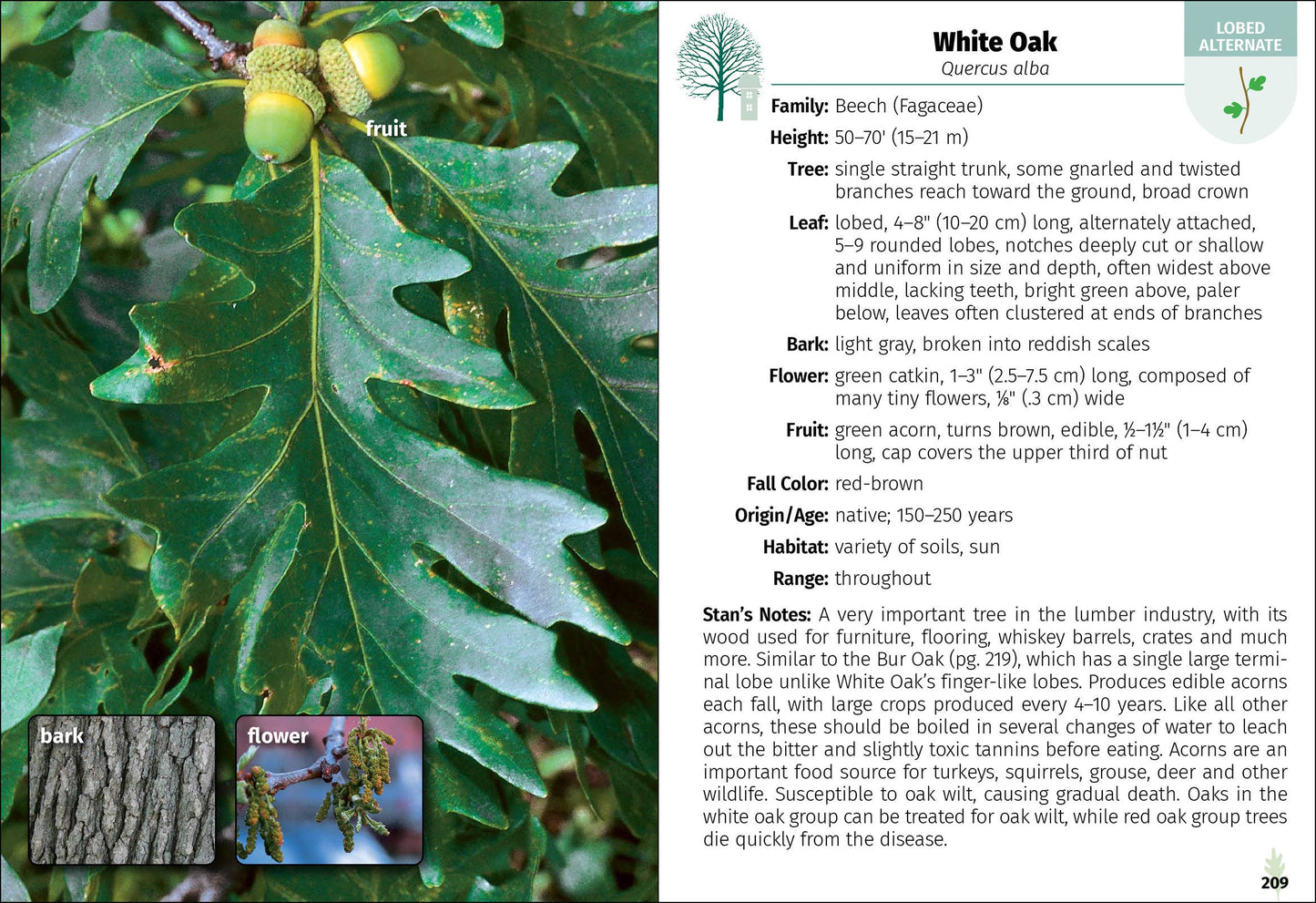 Trees of Indiana Field Guide 2e