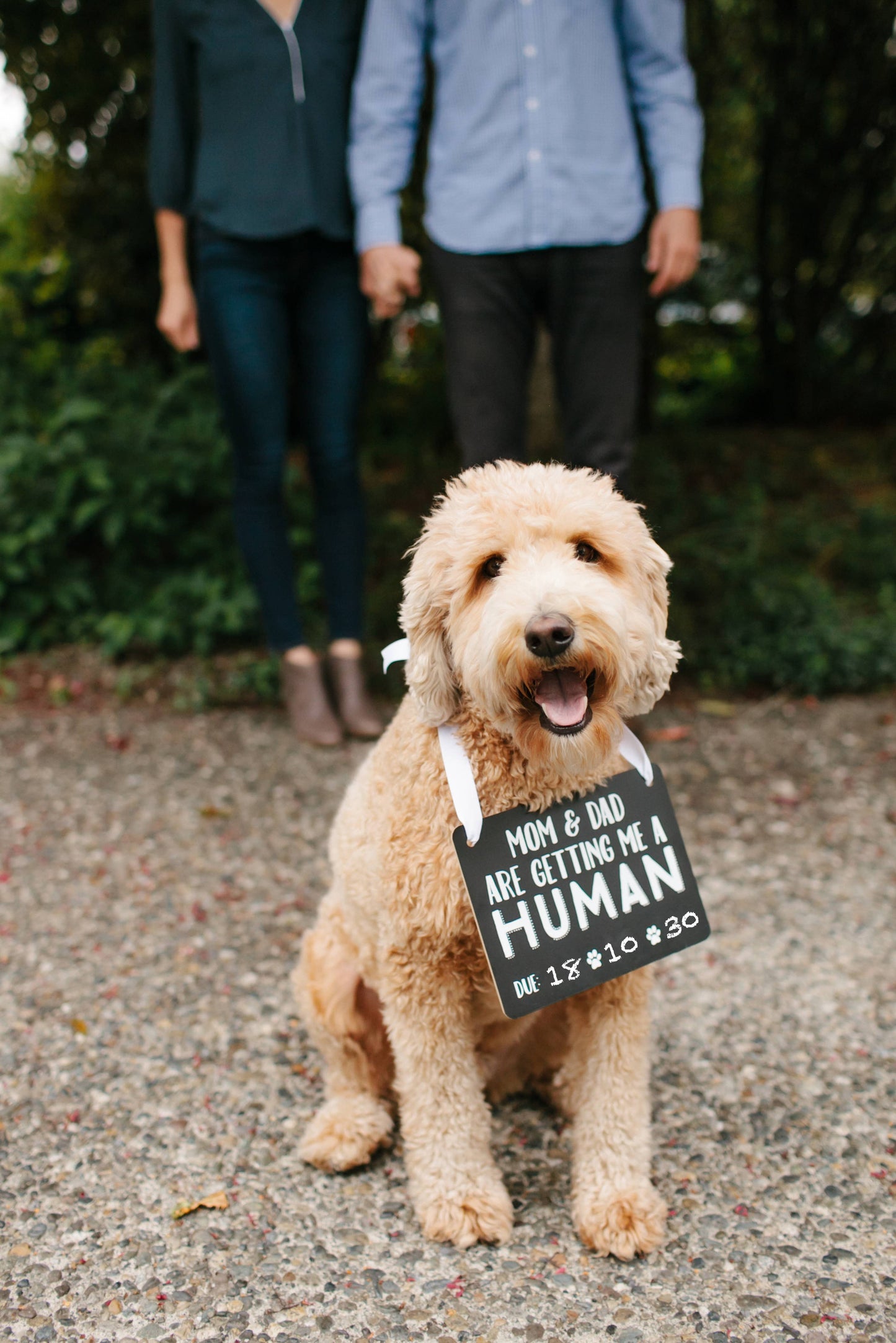 Pet's Baby Announcement Chalkboard