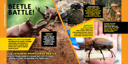 Fascinating Bug Book for Kids
