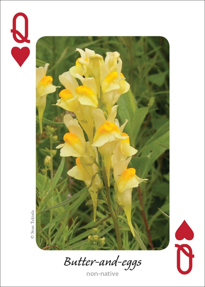 Wildflowers of Midwest Playing Cards