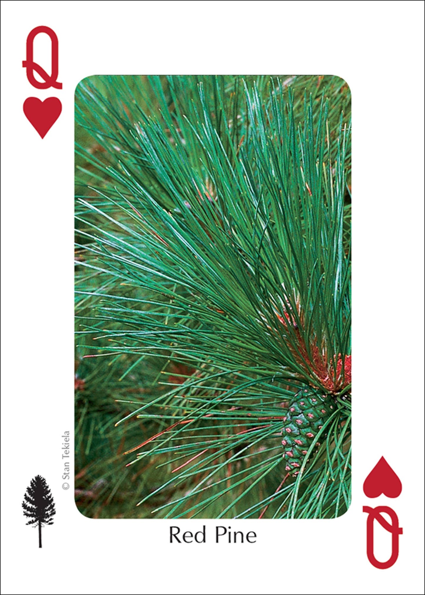 Trees of Midwest Playing Cards