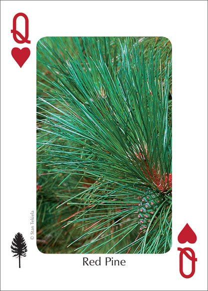 Trees of Midwest Playing Cards