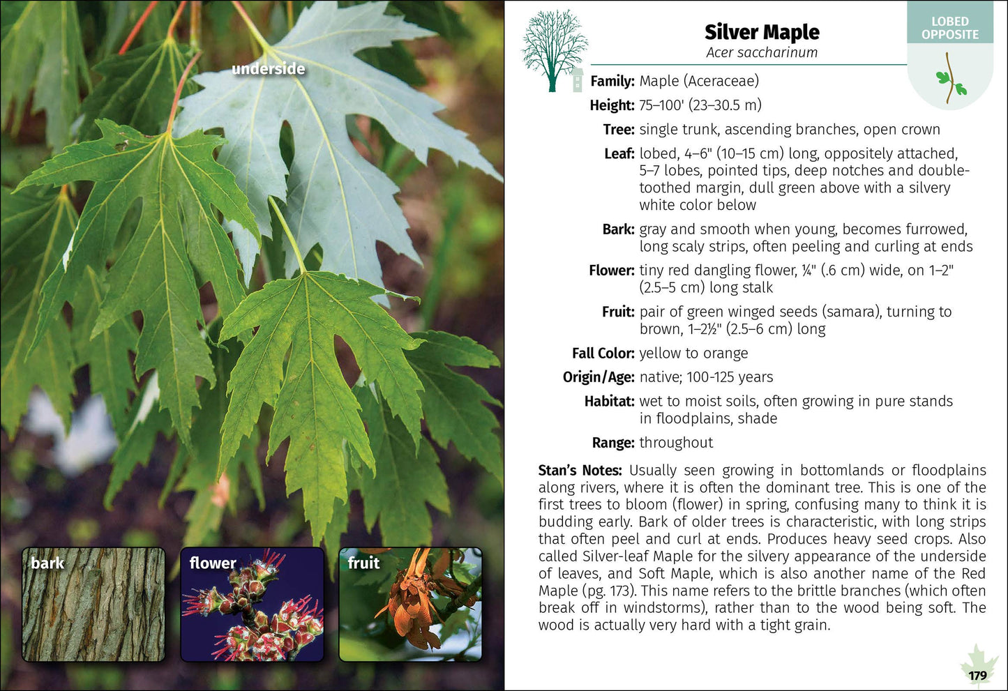 Trees of Indiana Field Guide 2e