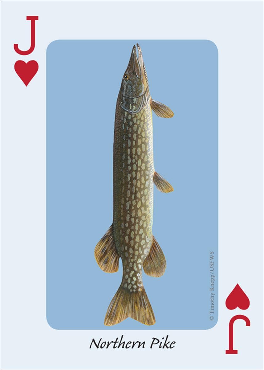 Fish of the Midwest Playing Cards