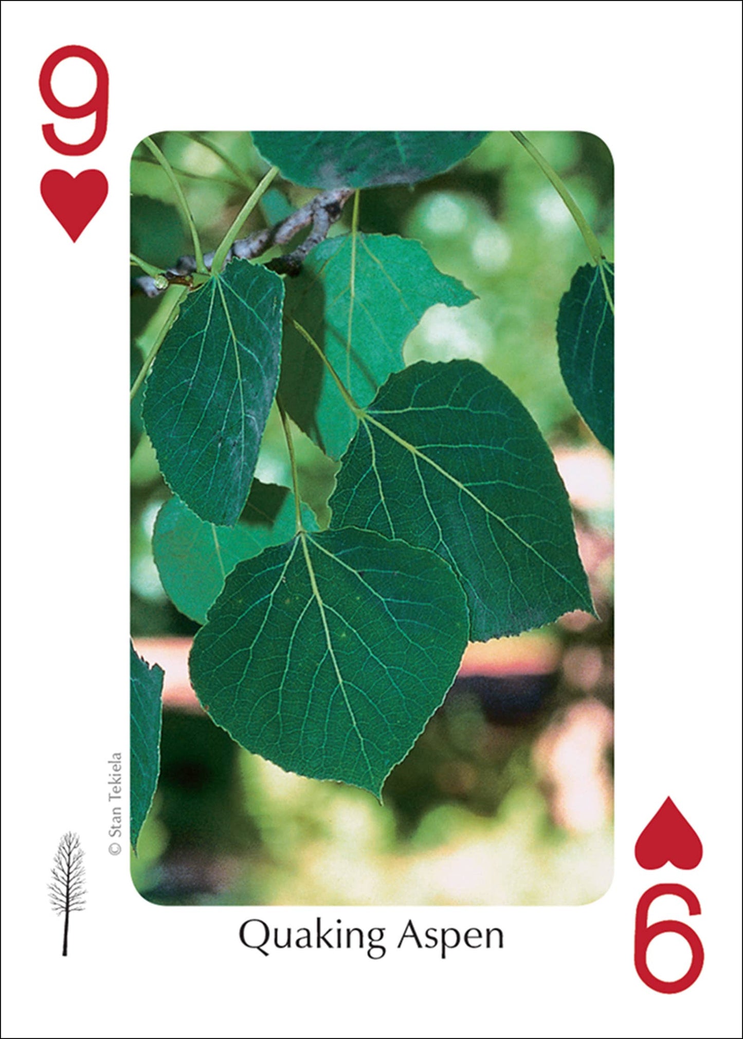 Trees of Midwest Playing Cards