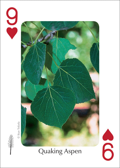 Trees of Midwest Playing Cards