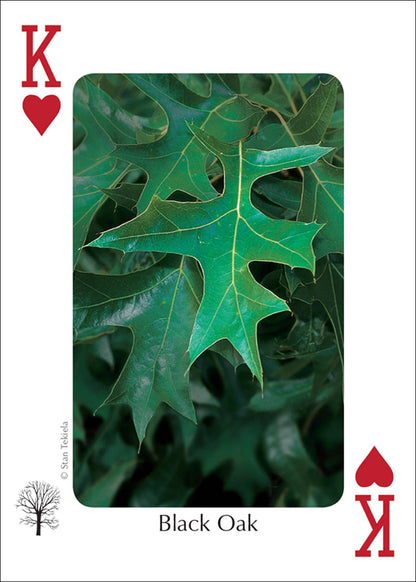 Trees of Midwest Playing Cards