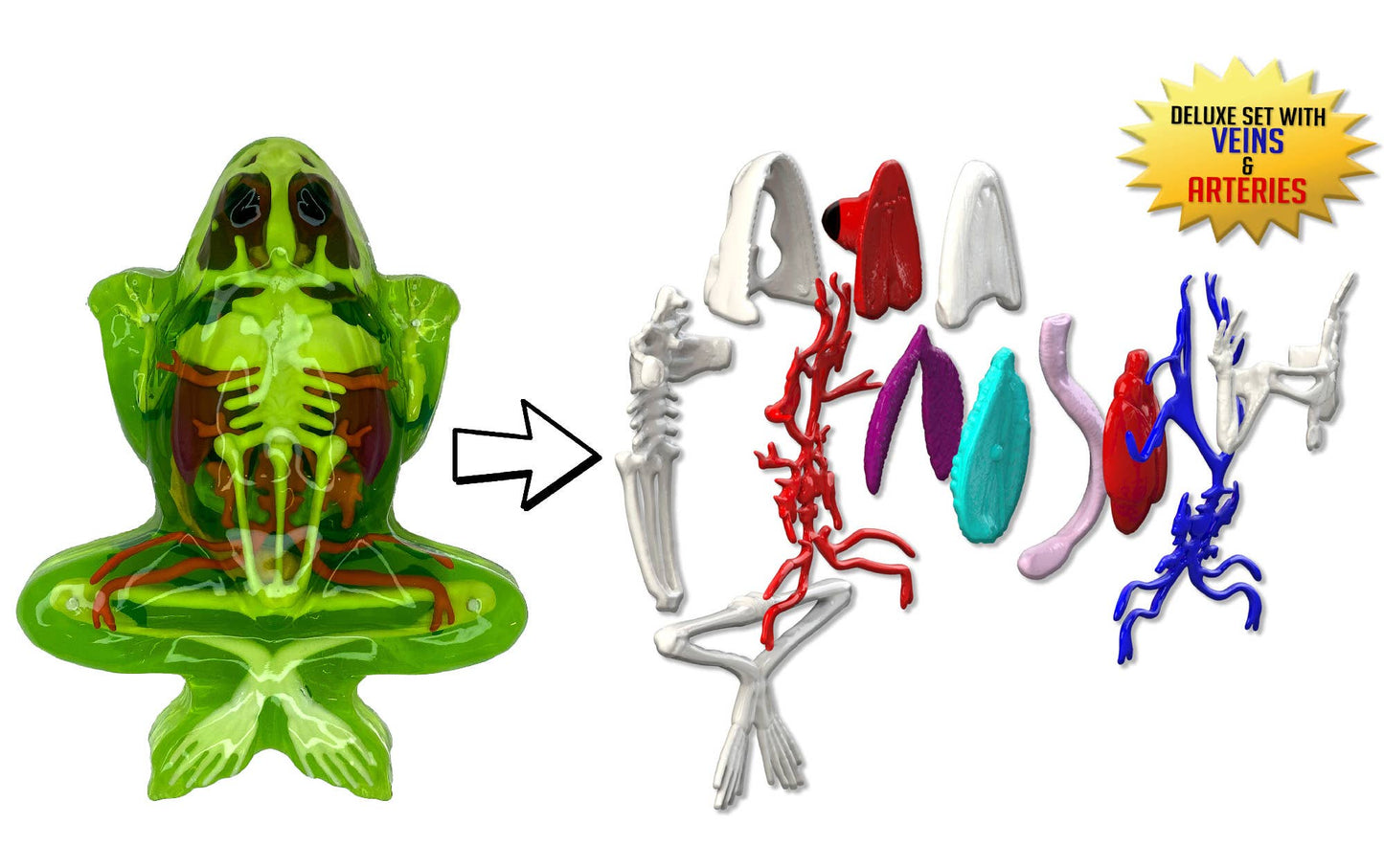 Dissect-It® Super Frog Lab