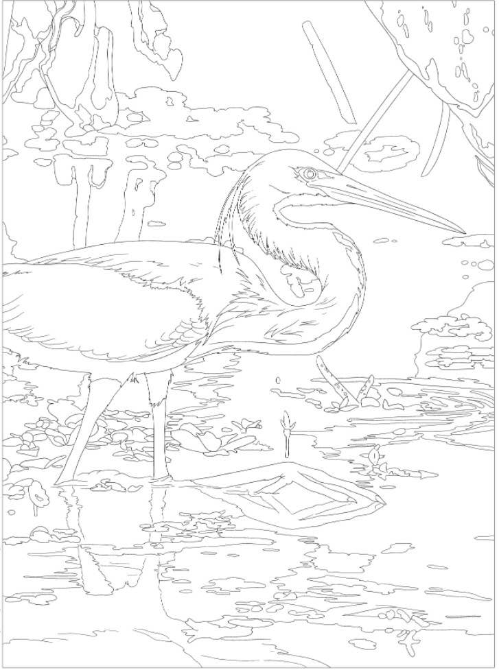 Coloring Book - National Parks